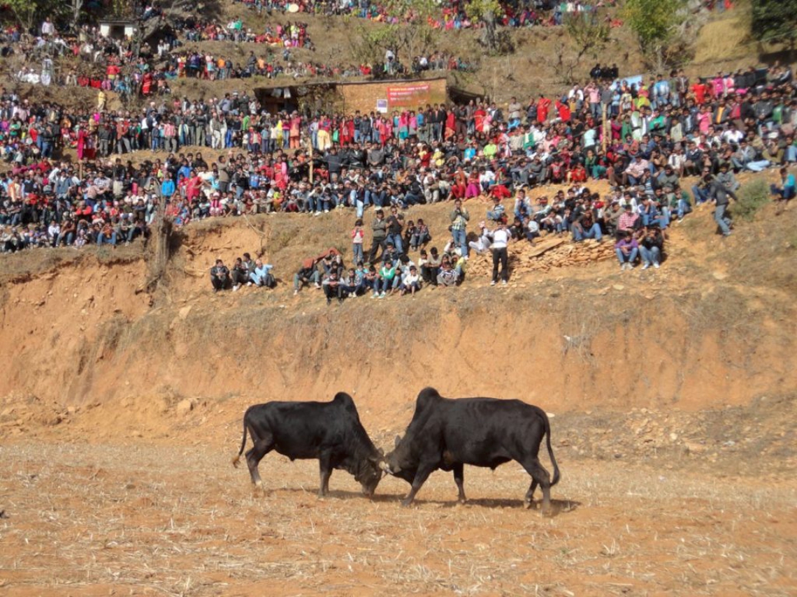 माघे संक्रान्तिमा नुवाकोटमा २६ हल गोरु जुधे