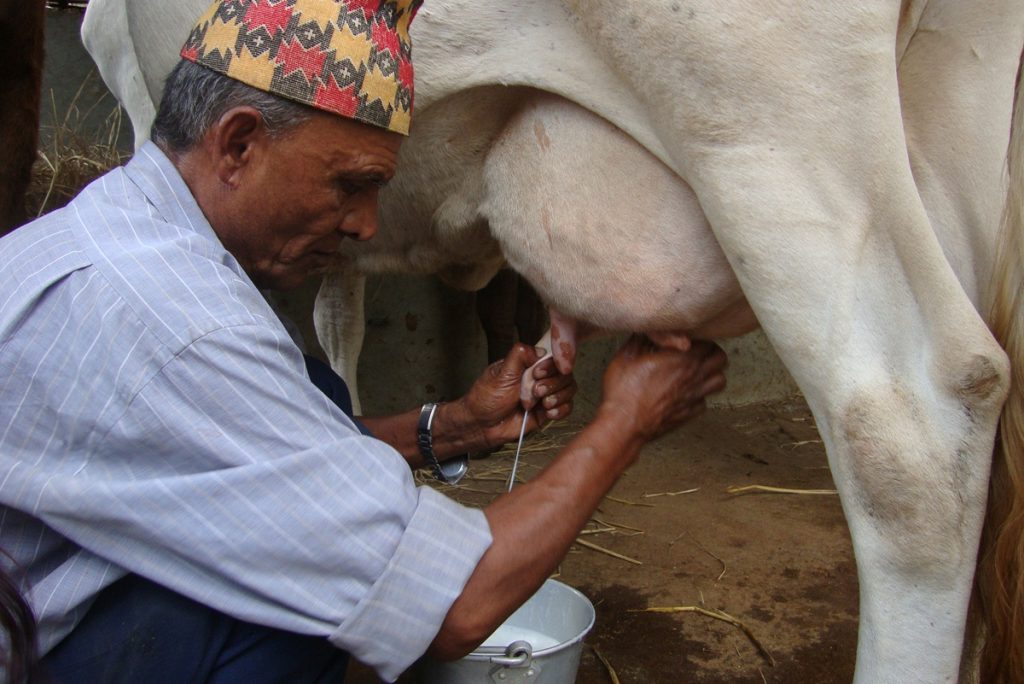 दूधको ७ अर्ब भुक्तानी बाँकी, किसान बिचल्लीमा