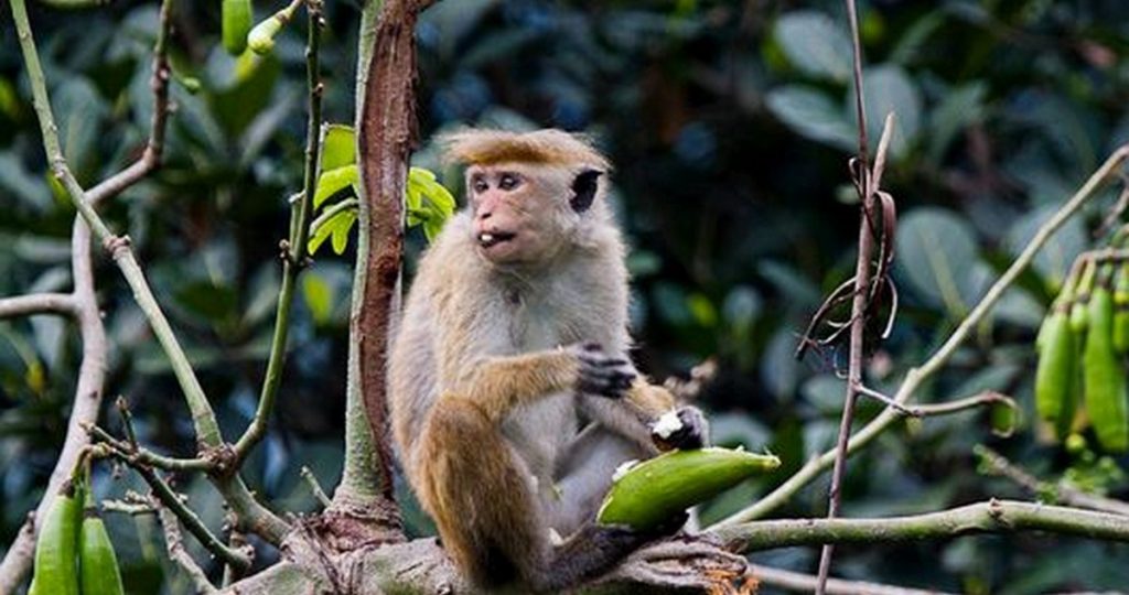 पर्वतको पैयूँमा बाँदर धपाउन कर्मचारी नियुक्त !