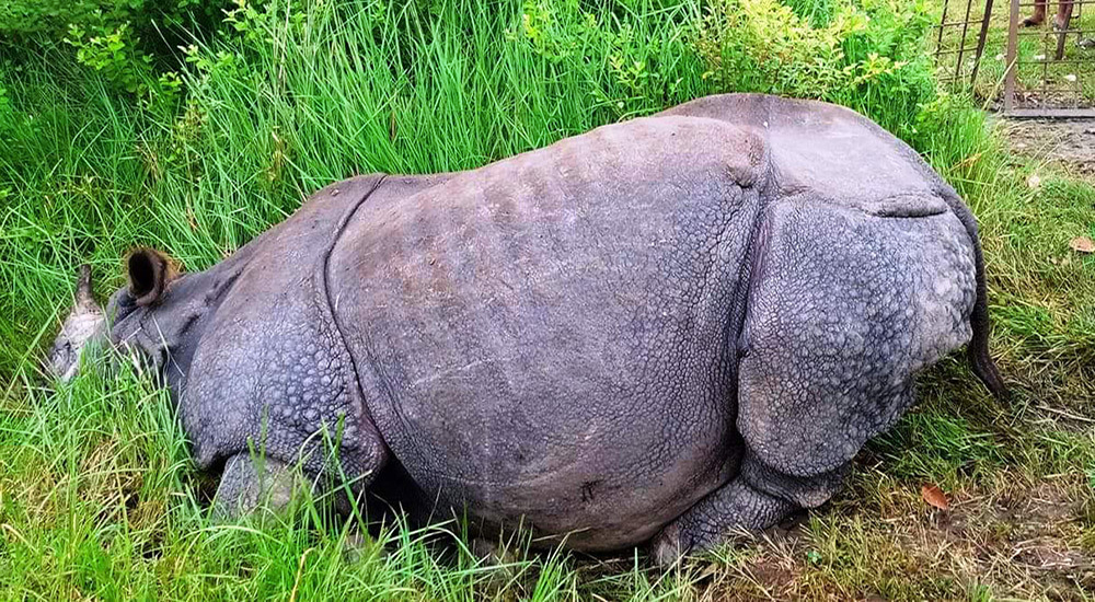 चितवन राष्ट्रिय निकुञ्जमा भाले गैंडा मृत फेला