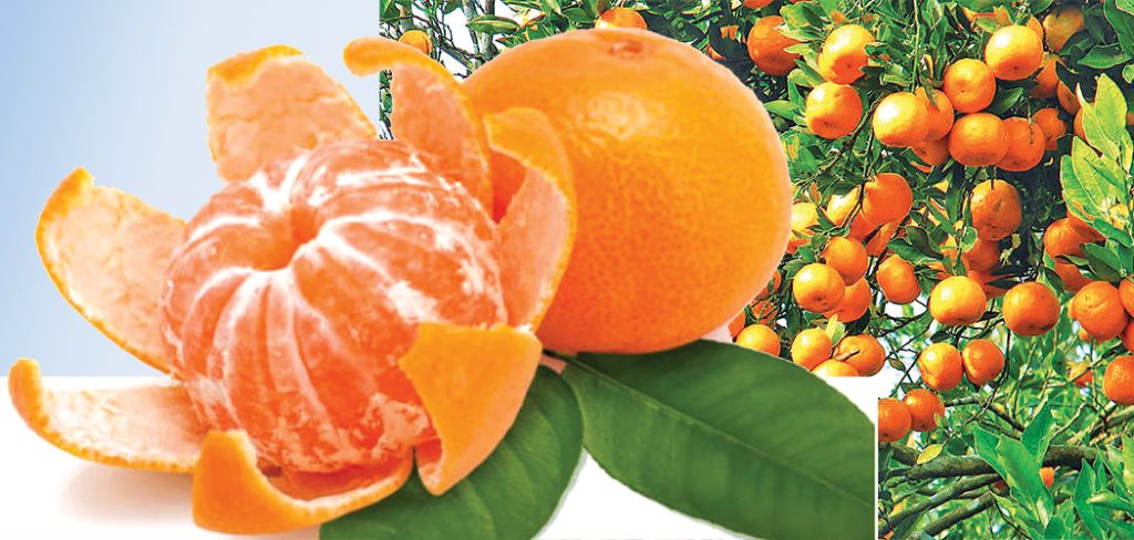सुन्तलालाई राष्ट्रिय फलको रुपमा मान्यता दिने सरकारको निर्णय