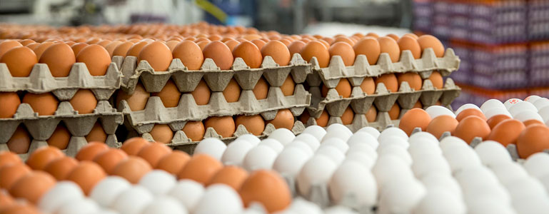 अन्डाको उत्पादन बढेसँगै मूल्य घट्यो