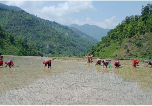 देशभर ९.८ प्रतिशत रोपाइँ सम्पन्न, मधेशमा सबैभन्दा कम, अन्य कुन प्रदेशमा कति ?