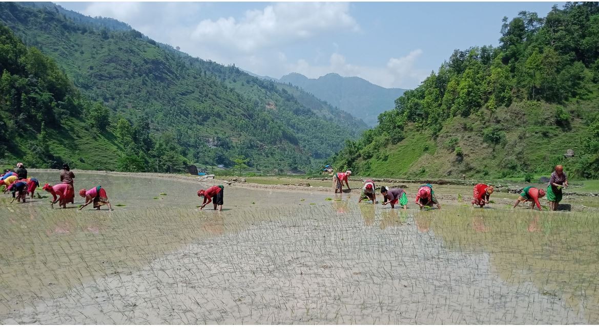 देशभर ९.८ प्रतिशत रोपाइँ सम्पन्न, मधेशमा सबैभन्दा कम, अन्य कुन प्रदेशमा कति ?
