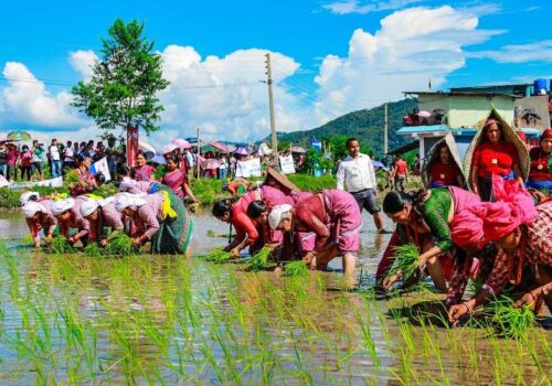 आज असार १५ गते, राष्ट्रिय धान दिवस मनाईदै