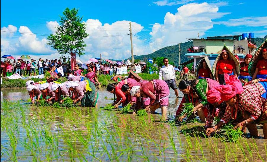 आज असार १५ गते, राष्ट्रिय धान दिवस मनाईदै