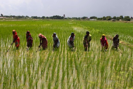 मौसम अनुकूलन नहुँदा धान उत्पादन घट्ने अनुमान