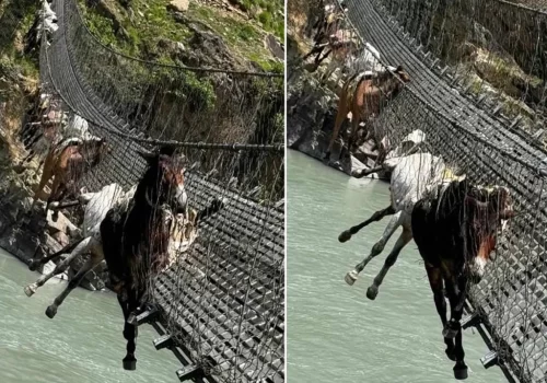 झोलुङ्गे पुलमा फसेकामध्ये नौं खच्चरको उद्धार, दुई वटा मरे