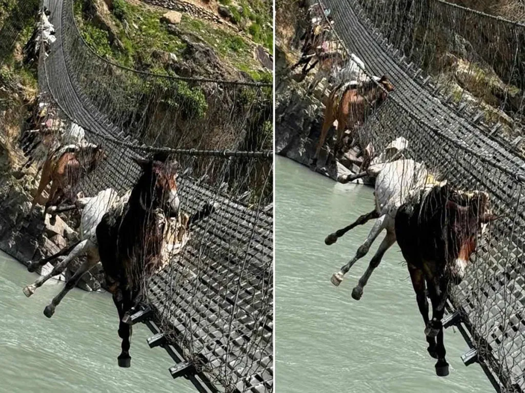 झोलुङ्गे पुलमा फसेकामध्ये नौं खच्चरको उद्धार, दुई वटा मरे