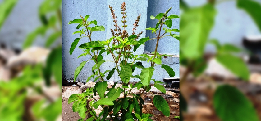 आज निर्जला एकादशी, तुलसीको दल राख्ने दिन