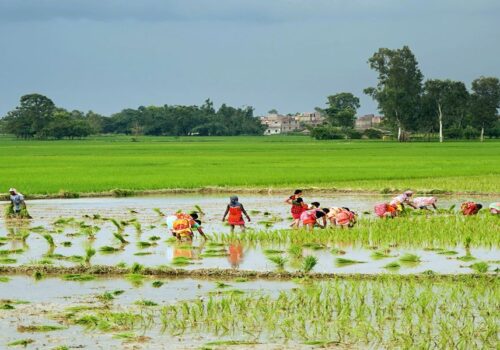 बागमती प्रदेशमा हालसम्म ७० प्रतिशत रोपाइँ, धादिङमा ६ हजार ४६ हेक्टरमा सम्पन्न