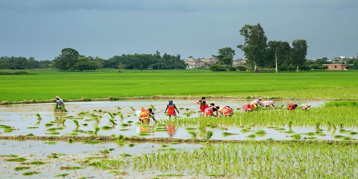 बागमती प्रदेशमा हालसम्म ७० प्रतिशत रोपाइँ, धादिङमा ६ हजार ४६ हेक्टरमा सम्पन्न