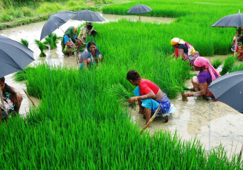 देशभर ४२ प्रतिशत धान रोपाई, चार दिनमै करिब ५६ हजार हेक्टरमा सम्पन्न