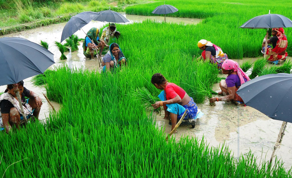 देशभर ४२ प्रतिशत धान रोपाई, चार दिनमै करिब ५६ हजार हेक्टरमा सम्पन्न