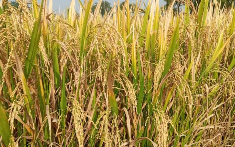 यो वर्ष धान उत्पादन ४ प्रतिशतले बढ्यो !