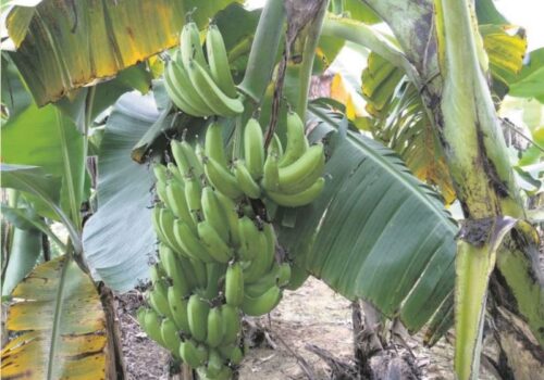दाङमा केराखेती गर्ने किसानको सङ्ख्या बढ्दै