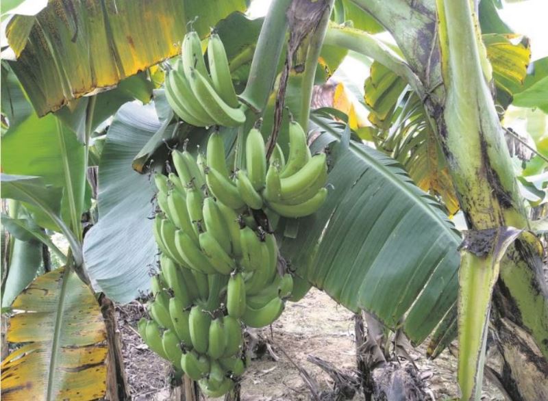 दाङमा केराखेती गर्ने किसानको सङ्ख्या बढ्दै