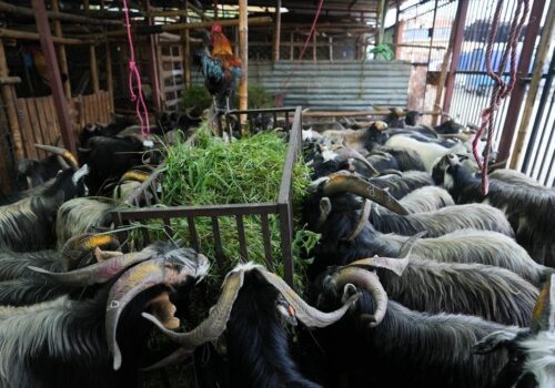 दसैंका लागि मुस्ताङका च्याङ्ग्रा काठमाडौँ भित्रियो