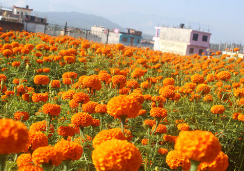 तिहारमा ३८ करोड रुपैयाँ बराबरको माला खपत हुने अनुमान