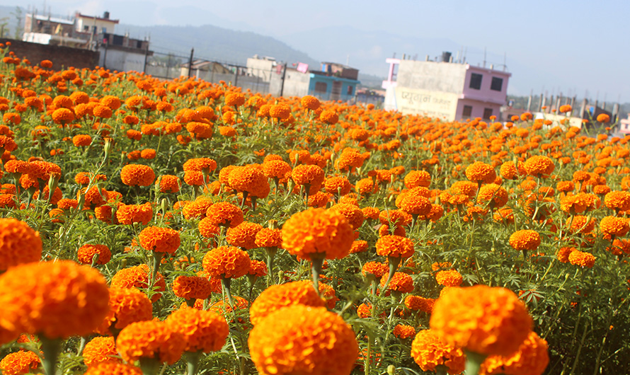 तिहारमा ३८ करोड रुपैयाँ बराबरको माला खपत हुने अनुमान