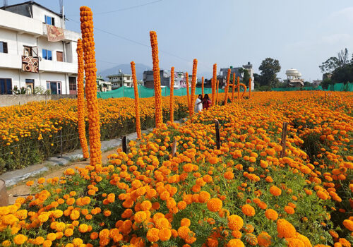 यस वर्षको तिहारमा रु ५० करोड बराबरको फूलको कारोबार
