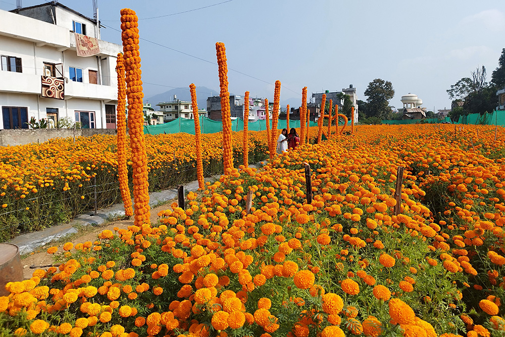यस वर्षको तिहारमा रु ५० करोड बराबरको फूलको कारोबार