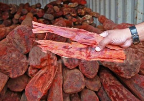 चार क्विन्टल बढी रक्तचन्दनसहित काठमाडौंबाट दुई जना पक्राउ