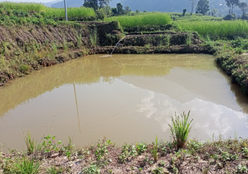 आमालाई के पिर पर्यो यस्तो ? नाबालिका छोरीसहित माछा पोखरीमा हामफालीन्, उद्धारमा आमा बचिन् तर शिशुको मृत्यु !