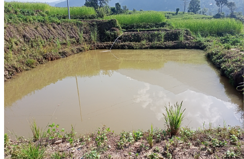 आमालाई के पिर पर्यो यस्तो ? नाबालिका छोरीसहित माछा पोखरीमा हामफालीन्, उद्धारमा आमा बचिन् तर शिशुको मृत्यु !