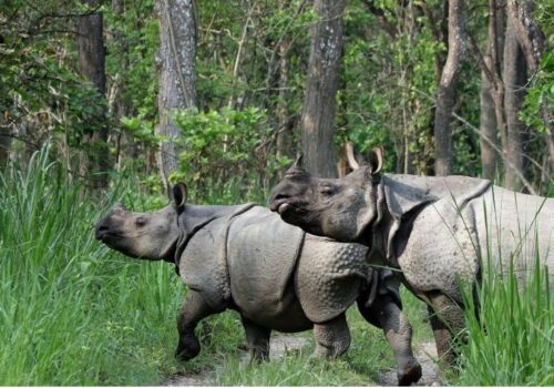 गैँडा गणना आर्थिक अभावका कारण यो वर्ष नहुने