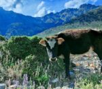 हिमाली लुलु गाई लोपोन्मुख अवस्थामा