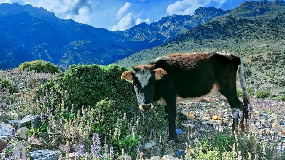 हिमाली लुलु गाई लोपोन्मुख अवस्थामा