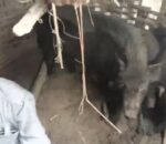 सामान्य विवादमा सुंगुरको खोरमा थुनेर अंसारीमाथि निर्घात कुटपिट
