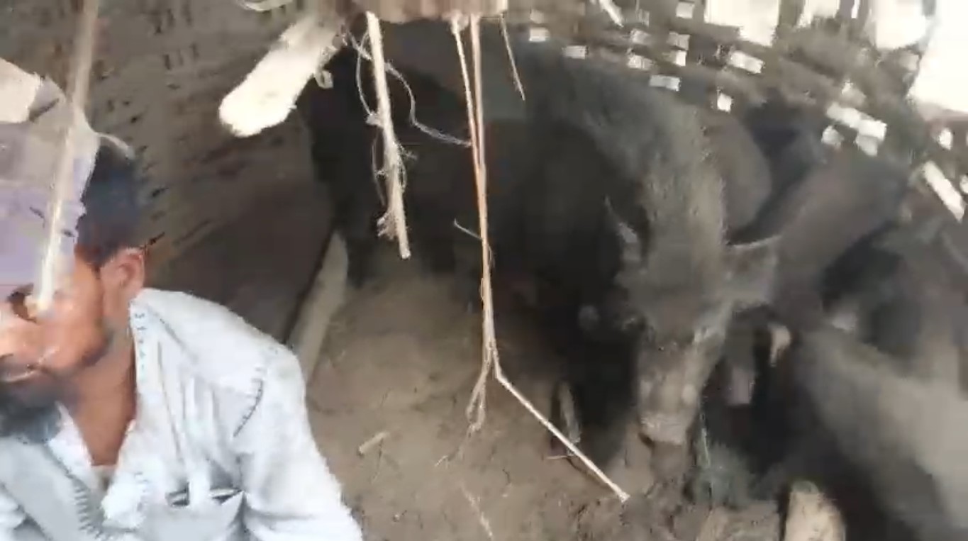 सामान्य विवादमा सुंगुरको खोरमा थुनेर अंसारीमाथि निर्घात कुटपिट